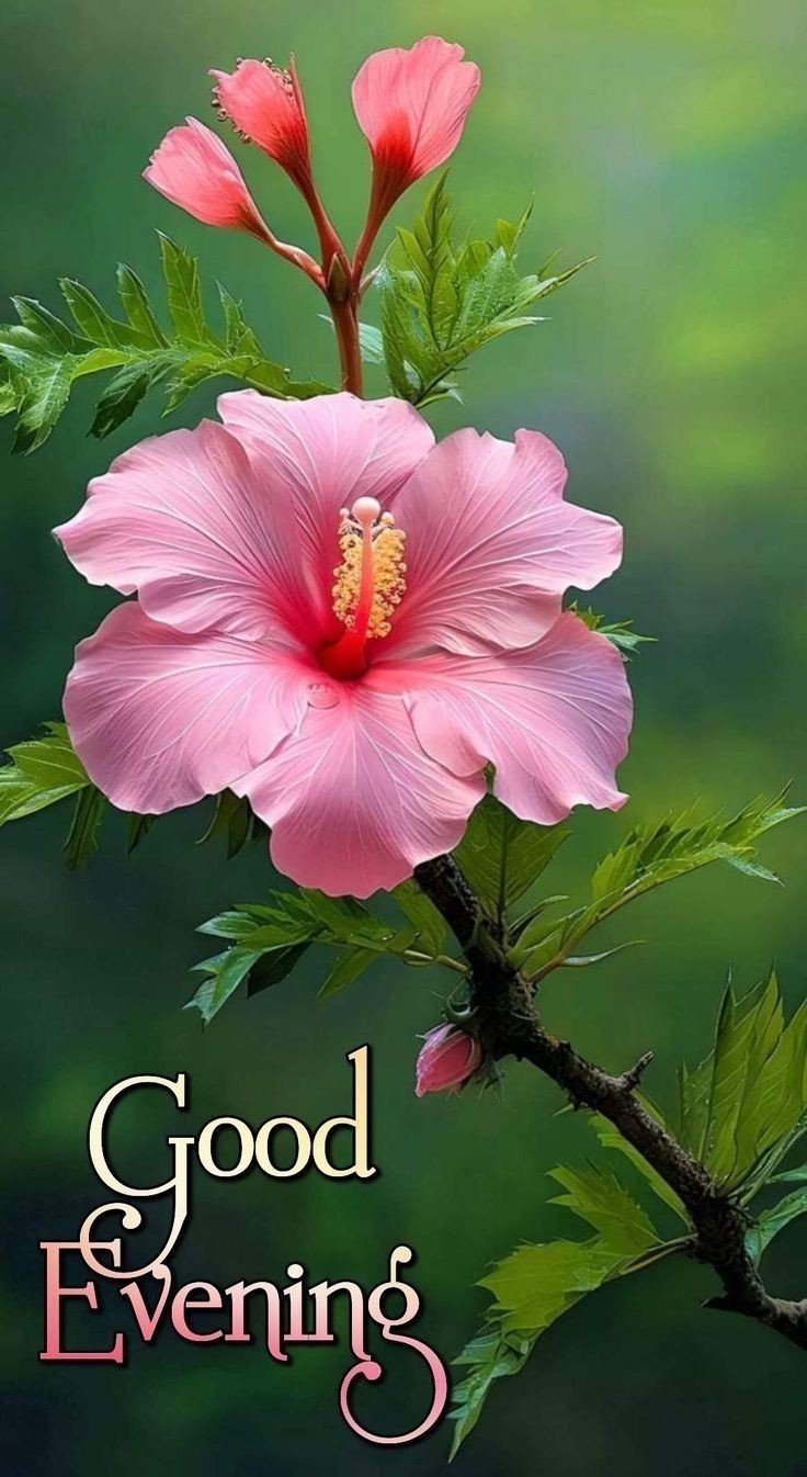 cute-have-a-good-evening-images cute-have-a-good-evening-images