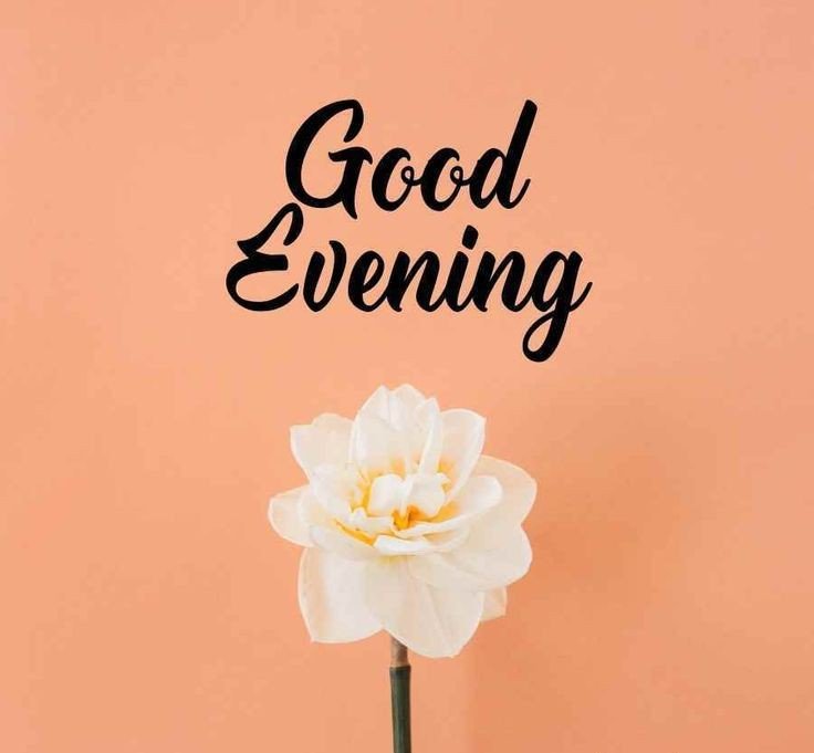 good-evening-images-cat good-evening-images-cat