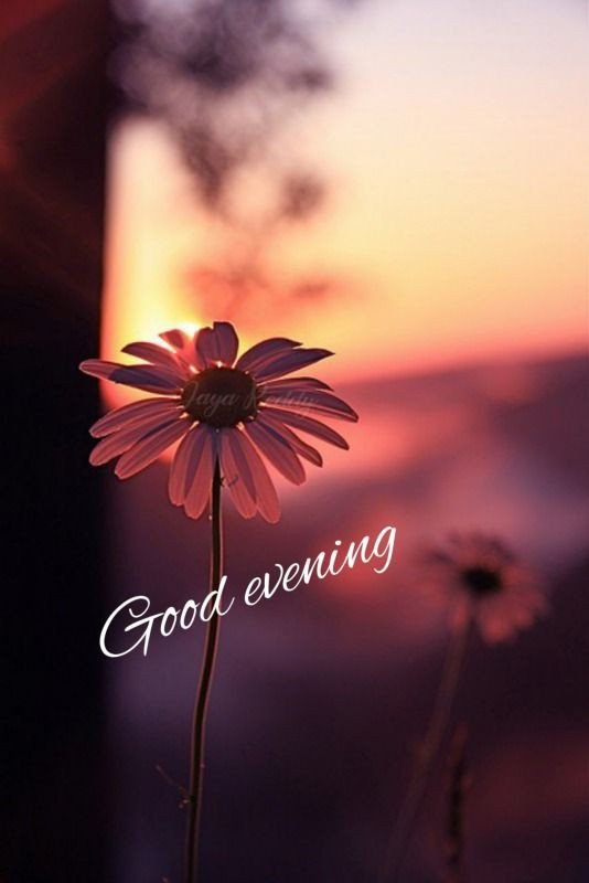 good-evening-images-cute good-evening-images-cute