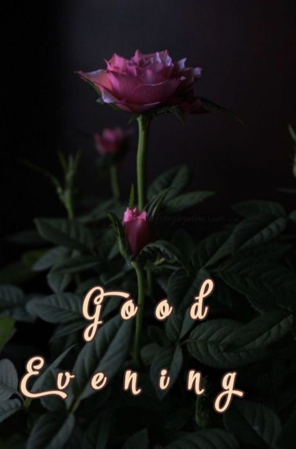 good-evening-messages-and-images good-evening-messages-and-images