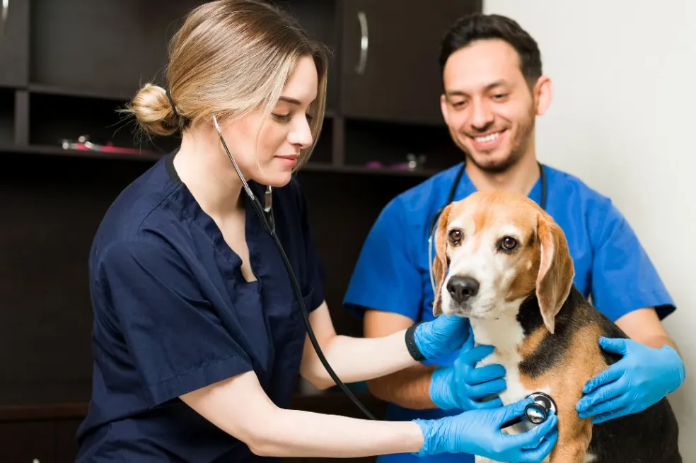 Experienced Dog Veterinarian For Healthy, Happy Pets